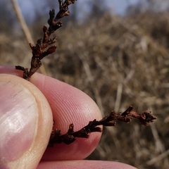 Persicaria robustior