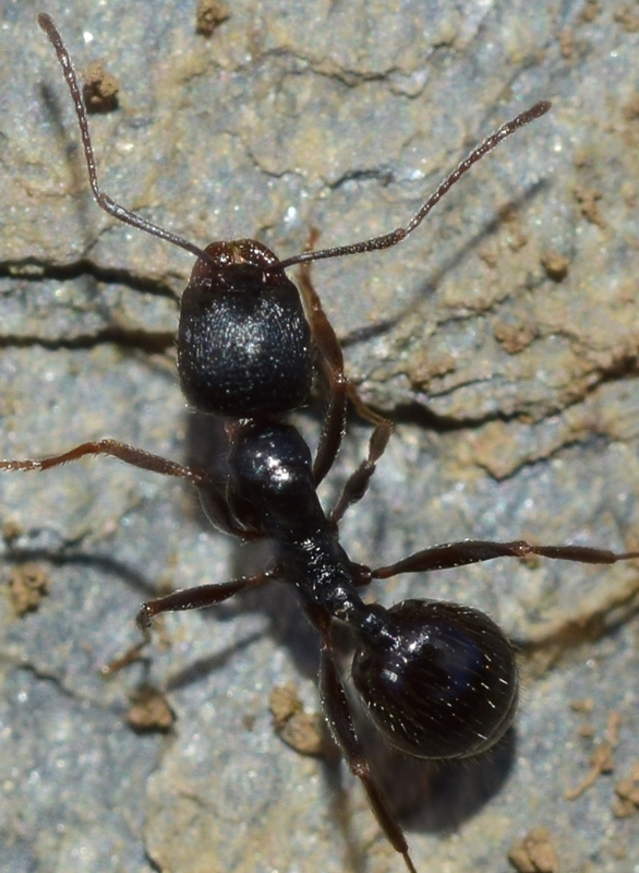 Aphaenogaster gibbosa