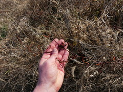 Persicaria robustior