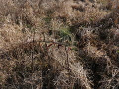 Persicaria robustior