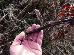 Persicaria robustior