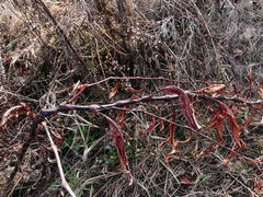 Persicaria robustior