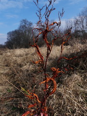 Persicaria robustior