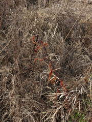 Persicaria robustior