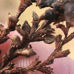 Persicaria robustior