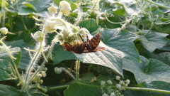 Vespa crabro flavofasciata