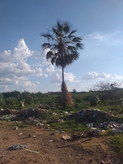 Copernicia prunifera