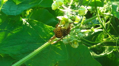 Vespa crabro flavofasciata