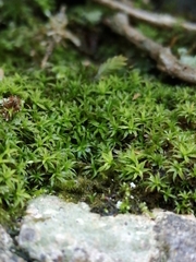 Trichostomum brachydontium