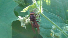 Vespa crabro flavofasciata