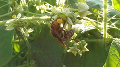 Vespa crabro flavofasciata