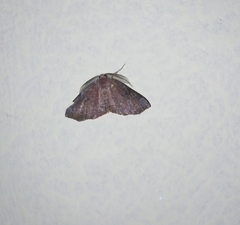 Achrosis