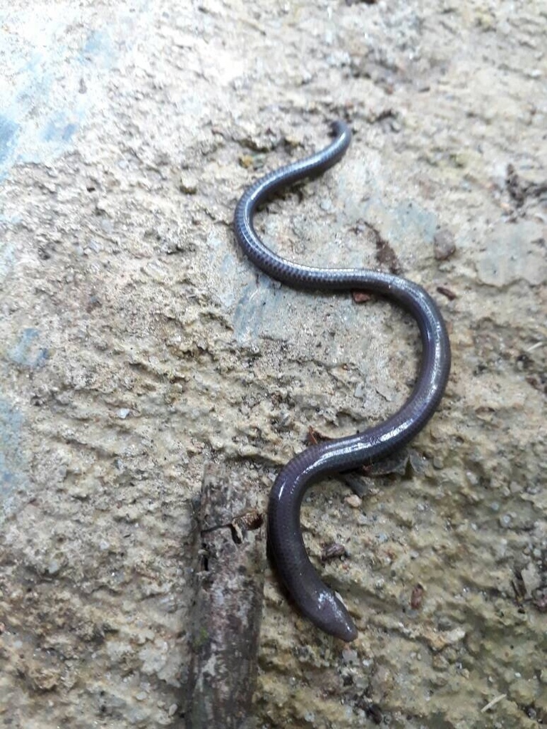 Penang Island Larut Skink