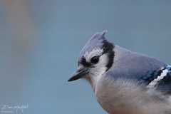Cyanocitta cristata image