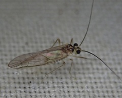 Stenopsocus