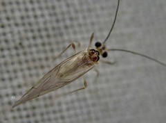 Stenopsocus
