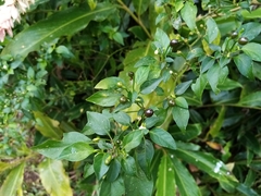 Capsicum annuum glabriusculum