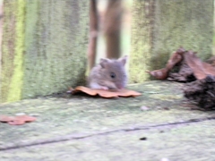 Apodemus flavicollis