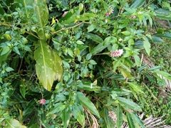 Capsicum annuum glabriusculum