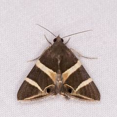 Grammodes oculicola