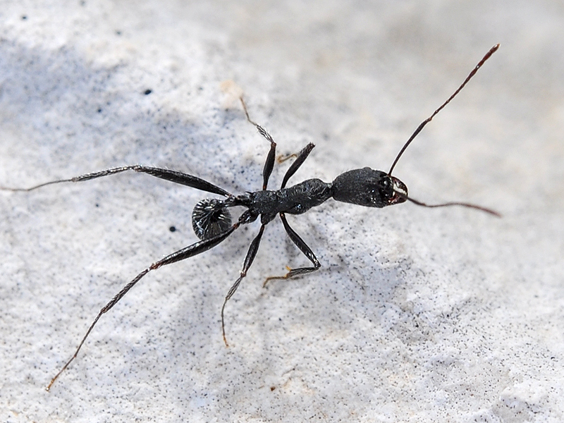 Aphaenogaster senilis