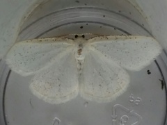 Protitame virginalis