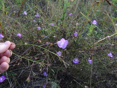 Agalinis strictifolia