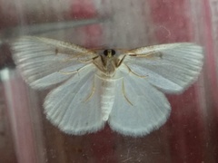 Protitame virginalis