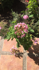 Pelargonium