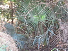 Copernicia prunifera