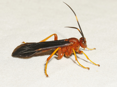 Tmetogaster nubilipennis