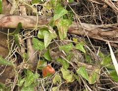 Smilax bona-nox image
