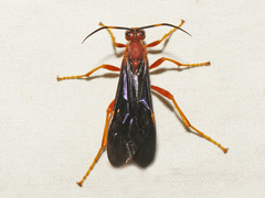 Tmetogaster nubilipennis