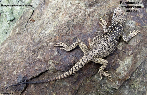Paralaudakia stoliczkana