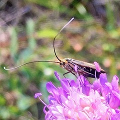 Nemophora metallica