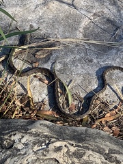 Nerodia rhombifer