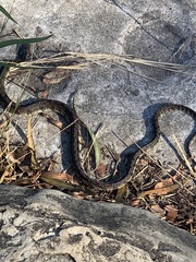 Nerodia rhombifer