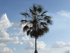 Copernicia prunifera