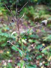 Hieracium reticulatum