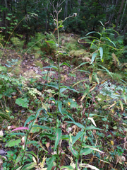 Hieracium reticulatum