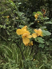 Senna pallida