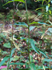 Hieracium reticulatum