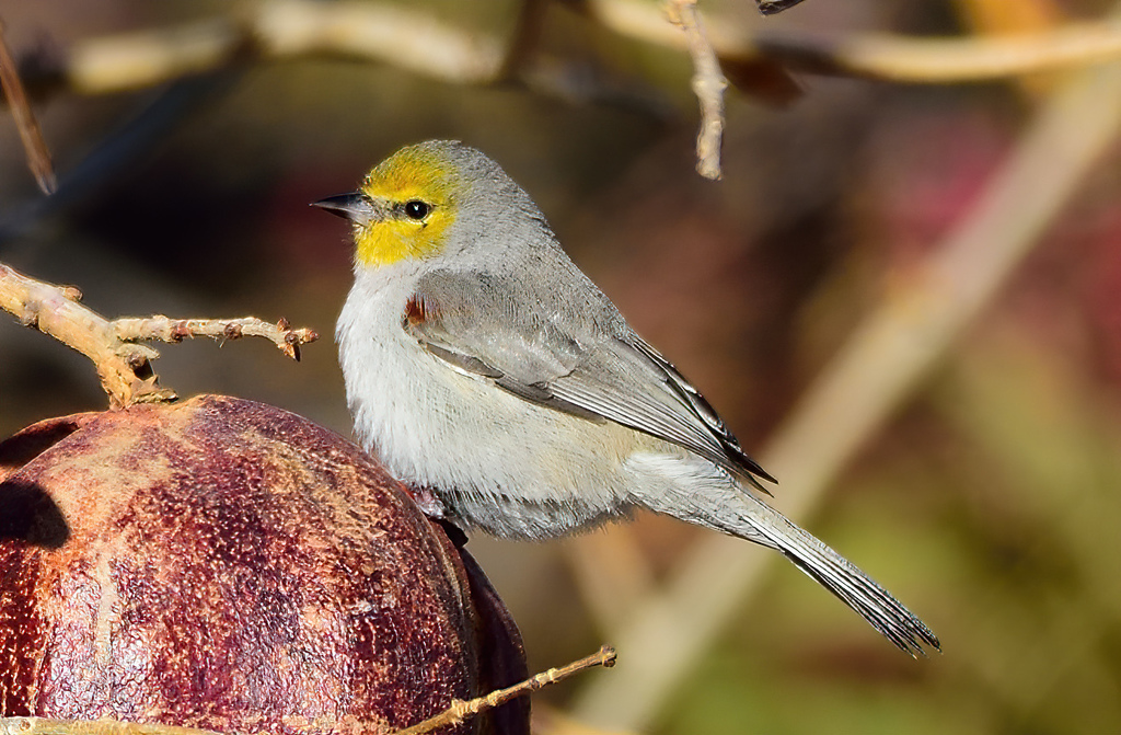 Verdin