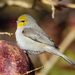Verdin - Photo (c) Ad Konings, some rights reserved (CC BY-NC)