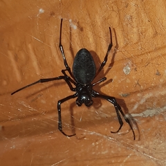 Nephilingis cruentata