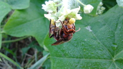 Vespa crabro flavofasciata