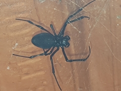 Nephilingis cruentata
