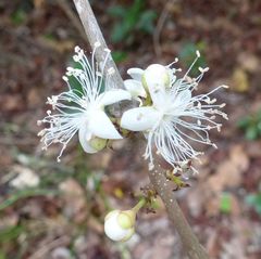 Eugenia calophylloides