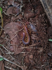 Scolopendra viridicornis