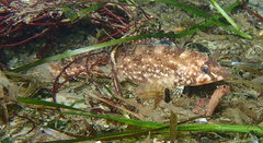 Hexagrammos stelleri